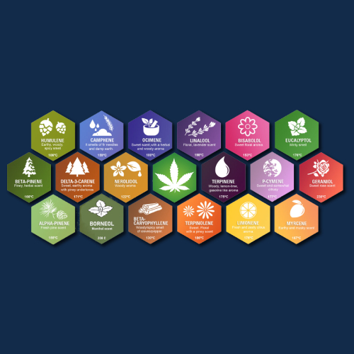 Aroma Test - Full Terpenes Analysis