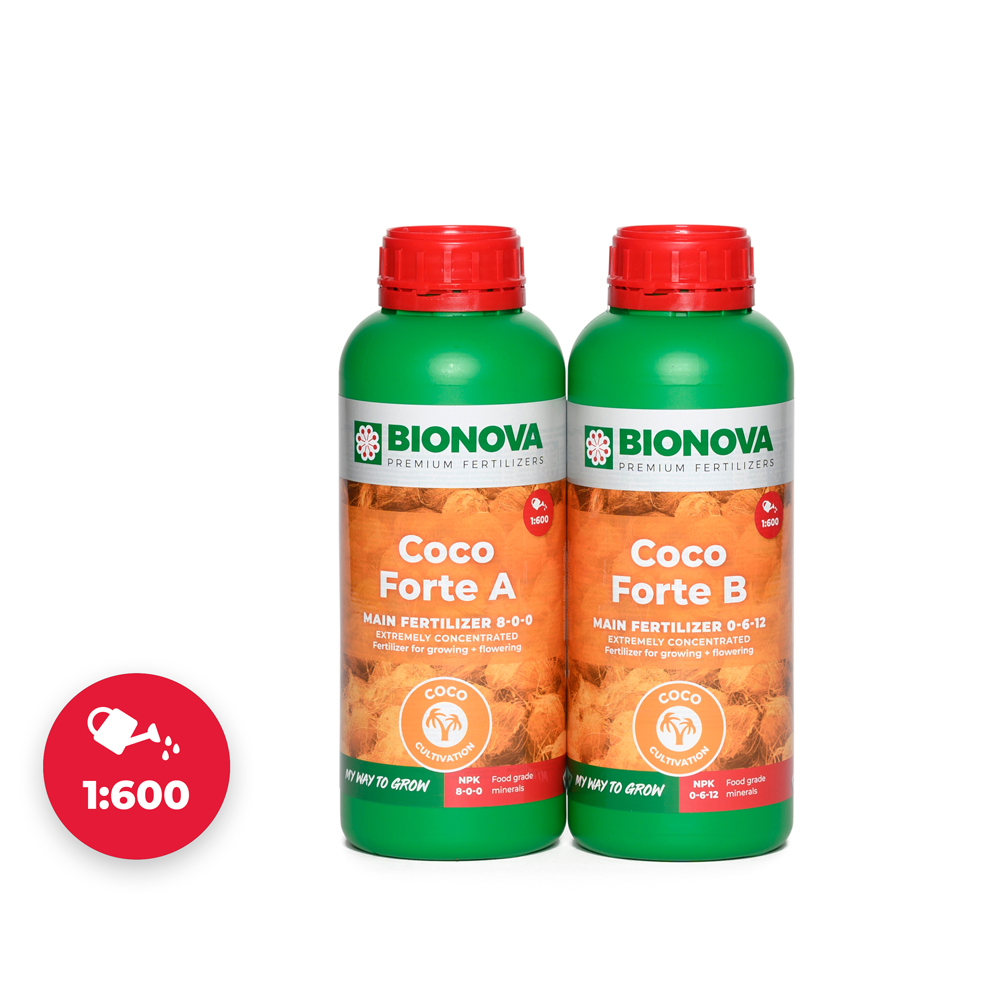 Coco Forte A+B