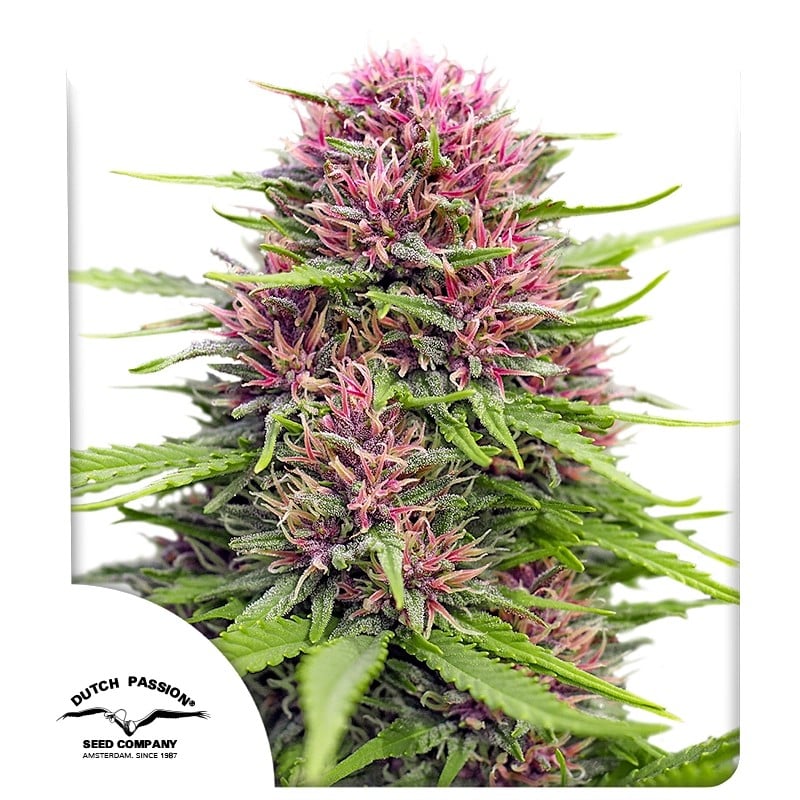 Frisian Dew
