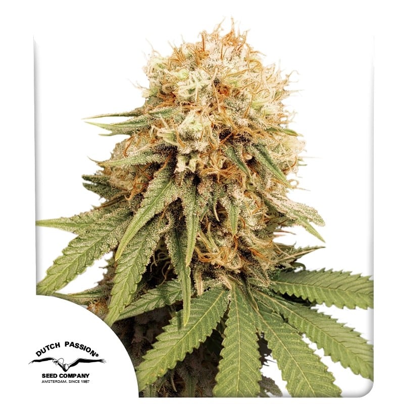 White Widow