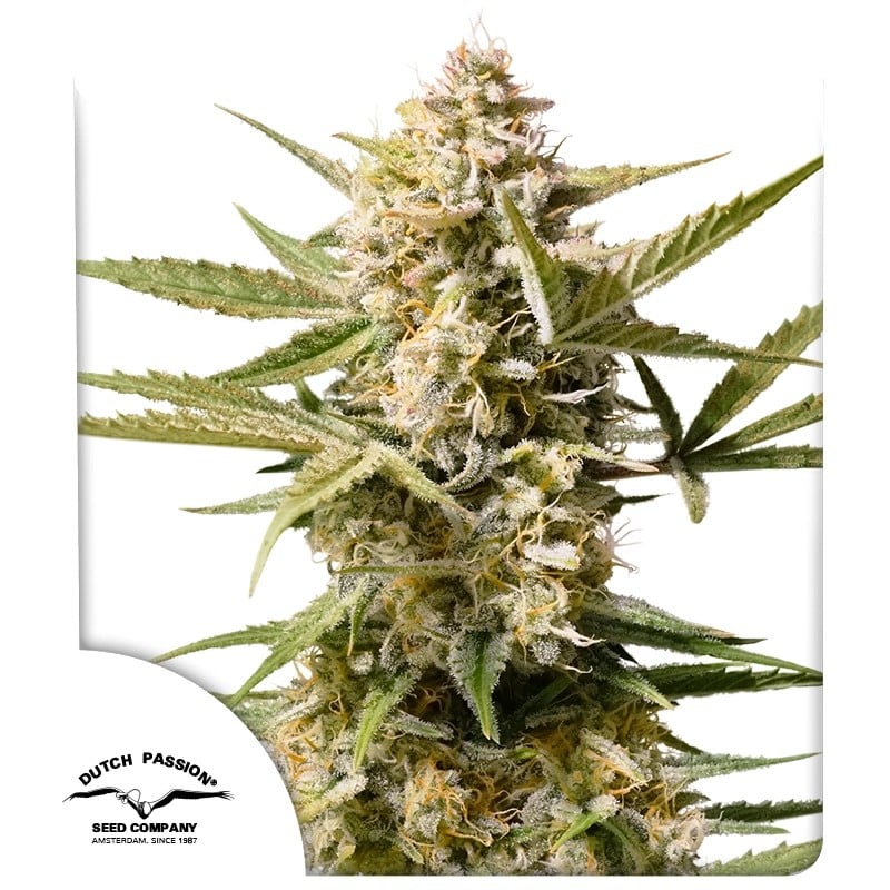Auto Cinderella Jack