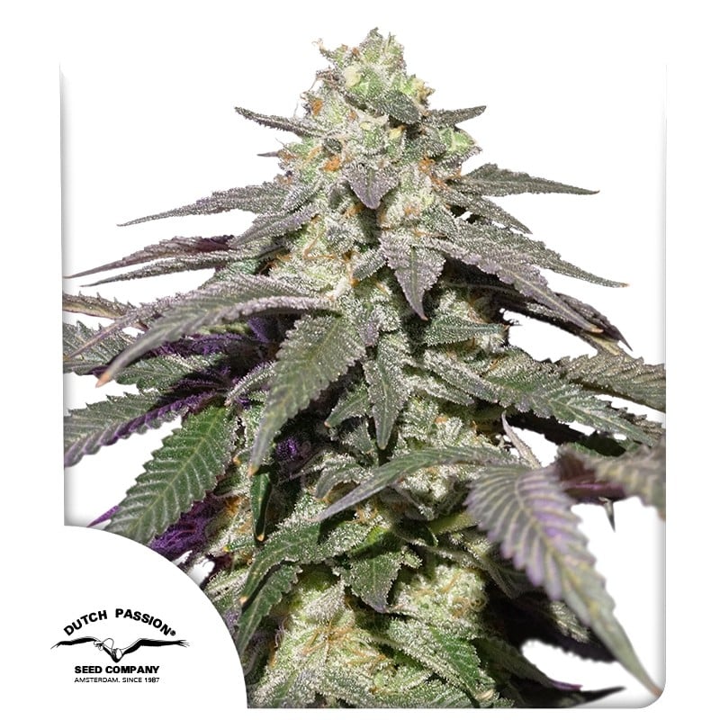 Auto Skywalker Haze