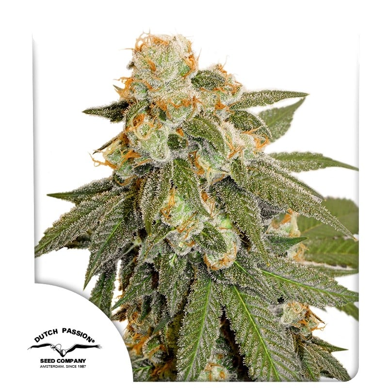 Auto Orange Bud