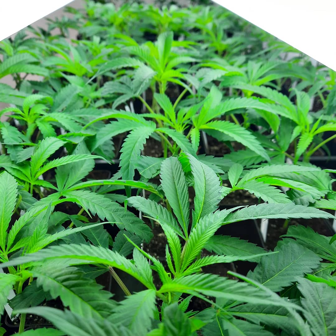 Cannabis Clones (Stecklinge)
